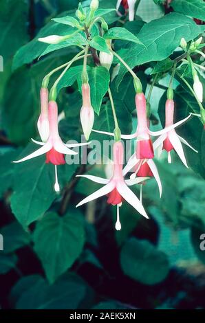 Fuchsia onorevole Lovell Swisher è una bussola decidui fucsia che i fiori in estate ideale in pieno sole o ombra parziale ed è la metà di hardy. Foto Stock