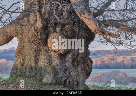 Tronco di quercia antica a Petworth Park, Sussex Foto Stock