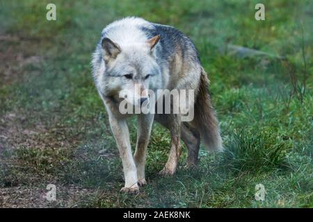 Grey Captive Northwestern Wolf (Canis Lupus occidentalis) conosciuto anche come Timber Wolf presso il Wolf Conservation Trust britannico a Beenham, Berkshire. Foto Stock