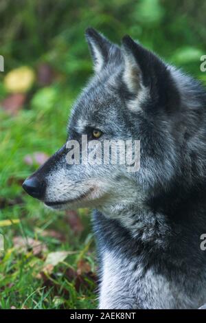 Grey Captive Northwestern Wolf (Canis Lupus occidentalis) conosciuto anche come Timber Wolf presso il Wolf Conservation Trust britannico a Beenham, Berkshire. Foto Stock