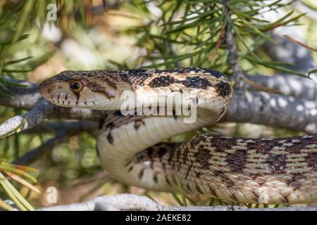 Grande Bacino di serpente Gopher Foto Stock