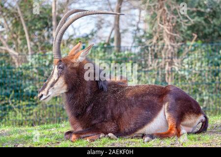 Sable Antelope è un animale che vive in Africa Foto Stock