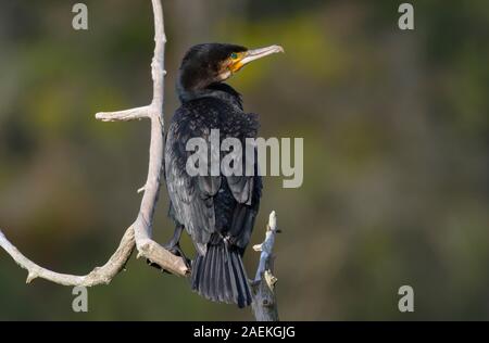 Cormorano (Phalacrocorax carbo) seduto su un ramo, pianure alluvionali del Danubio, Austria Inferiore, Austria Foto Stock