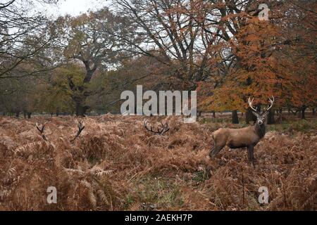 Cervo Cervus elaphus seduto sull'erba durante la stagione di allevamento le formiche degli stracci sono la caratteristica distintiva il cervo rosso è il più grande mammifero terrestre della Gran Bretagna Foto Stock