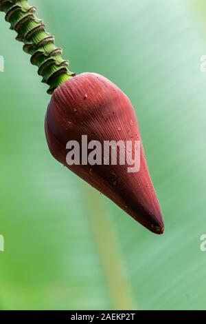 Giovani Banana Flower bud pendere dalla propria struttura con blur banana leaf in background Foto Stock