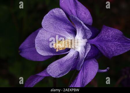 Aquilegia caerulea o Rocky Mountain Colombina è piantato per la sua bella blu e fiori bianchi. Foto Stock