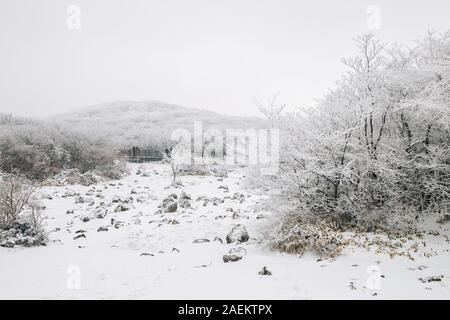 Nevoso inverno montagna Hallasan 1100 highland in Jeju Island, Corea Foto Stock