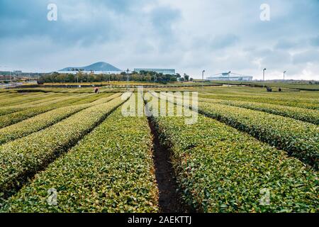 Osulloc tè verde nel campo dell'Isola di Jeju, Corea Foto Stock