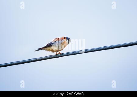 American gheppio seduto su un filo in Ontario, Canada Foto Stock