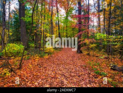 Foglie di autunno sparsi su un percorso nel tardo autunno sul suolo della foresta in Ontario, Canada Foto Stock