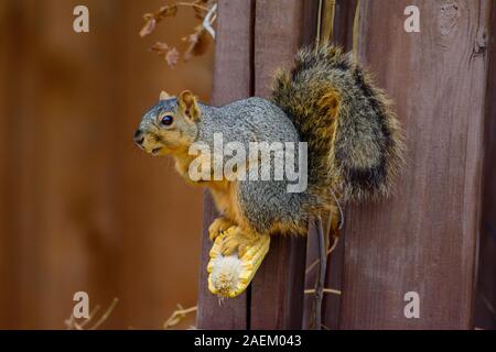 Fox scoiattolo (Sciurus niger) in piedi su una pannocchia di mangiare un kernel Foto Stock