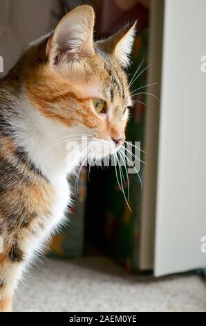 Tri color tartaruga cat a guardare fuori dalla finestra Foto Stock