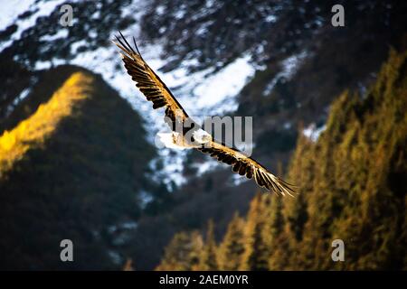 Un aquila calva vola in Alaska. Foto Stock