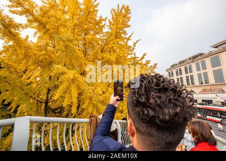 Chengdu, nella provincia del Sichuan, Cina - 8 Dicembre 2019 : giovane uomo prendendo le foto di foglie di giallo su gingko alberi con il suo smartphone dalla Jinjiang fiume a Jinli ZhongLu street in autunno. Foto Stock