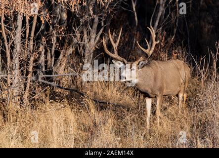 Un grande Mule Deer Buck in un campo durante l'Autunno Foto Stock