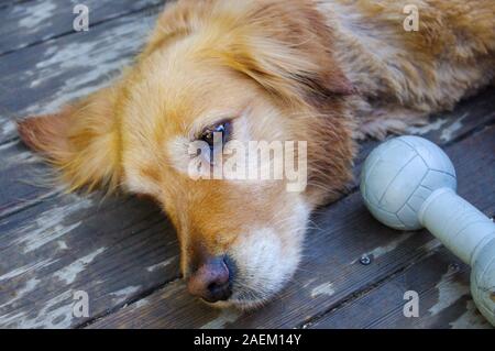 Il golden retriever cane che stabilisce modalità ritratto Foto Stock