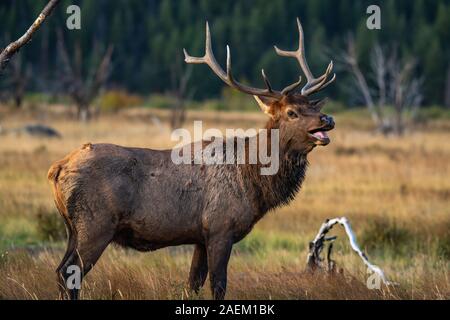 Un grande Bull Elk durante la caduta Rut Foto Stock