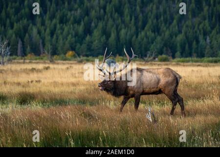 Un grande Bull Elk durante la caduta Rut Foto Stock