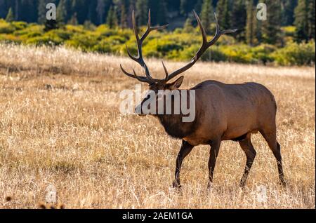 Un grande Bull Elk durante la caduta Rut Foto Stock