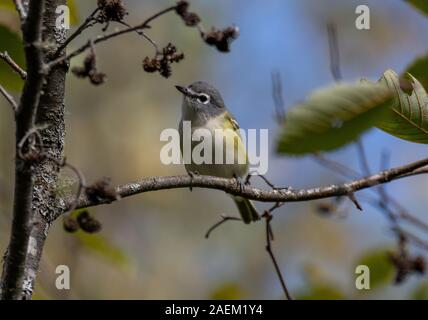 Un bel blu-guidato Vireo appollaiato su un ramo di albero Foto Stock