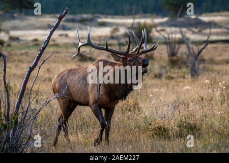 Un grande Bull Elk durante la caduta Rut Foto Stock