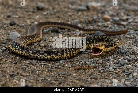 Arrabbiato Garter Snake nel Maine Foto Stock