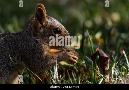 Un Fox Squirrel in un cantiere suburbana Foto Stock