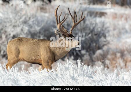 Un grande Mule Deer Buck in un campo nevoso Foto Stock