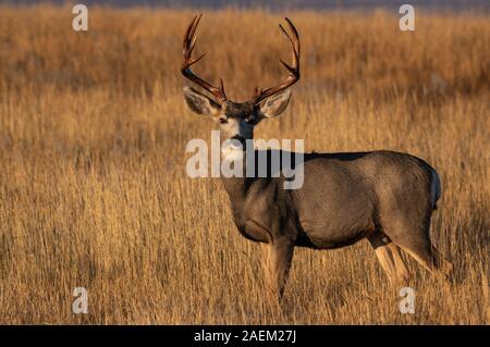 Un grande Mule Deer Buck con nuovo Shiny palchi Foto Stock