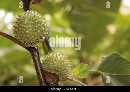 Un naturale verde multi thorn con vista diversa Foto Stock