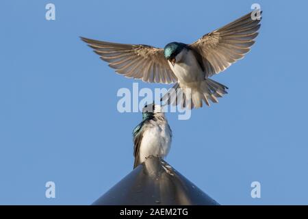 Struttura di Nesting Rondini III Foto Stock