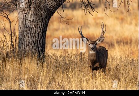 Grandi Mule Deer Buck in un campo Foto Stock