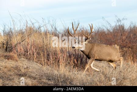 Un grande Mule Deer Buck in un campo durante l'Autunno Foto Stock