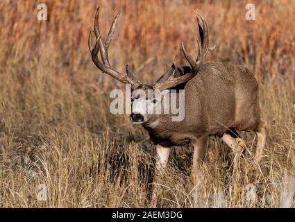 Un grande Mule Deer Buck in un campo durante l'Autunno Foto Stock