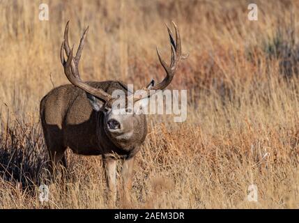 Un grande Mule Deer Buck in un campo durante l'Autunno Foto Stock