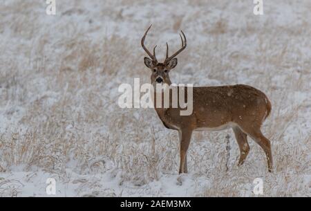Un bel bianco-Tailed Deer Buck in una tempesta di neve Foto Stock