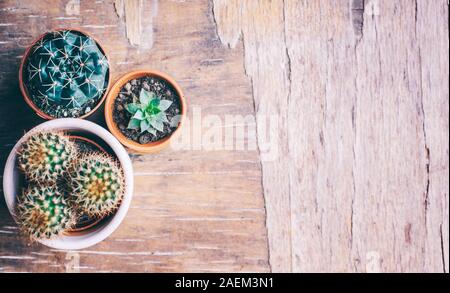 Varie cactus e piante grasse in pentola di creta su vintage sfondo di legno dal di sopra. Houseplant hobby crescente e la molla nel giardinaggio in casa lay piatto Foto Stock