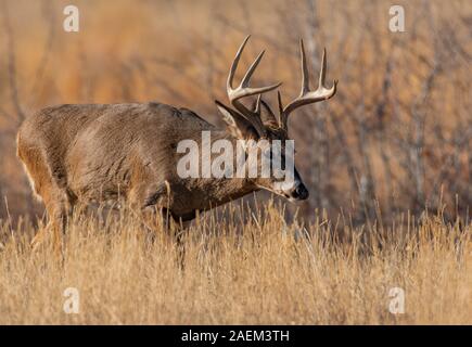 Un bel bianco-Tailed Deer Buck il Roaming Pianure Foto Stock