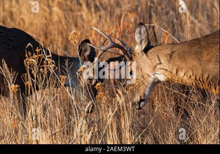 Young Mule Deer Bucks Sparring Foto Stock