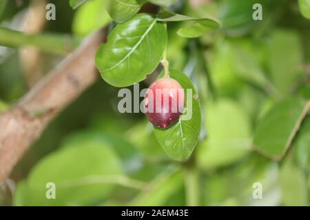 Cristo è thorn o Carissa carandas.Carissa carandas sul ramo di albero con foglie verdi sullo sfondo Foto Stock