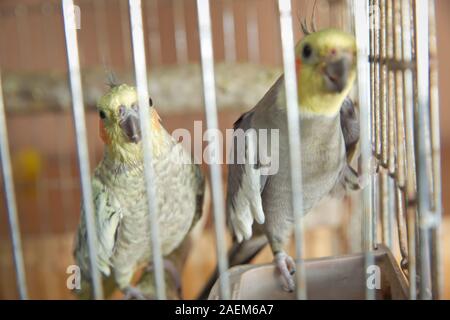 Parrocchetti . Verde pappagallo ondulato si siede in una gabbia . Rosy di fronte Lovebird parrot in una gabbia . uccelli inseparabili . Budgerigar sulla gabbia. Budgie parrocchetto in Foto Stock