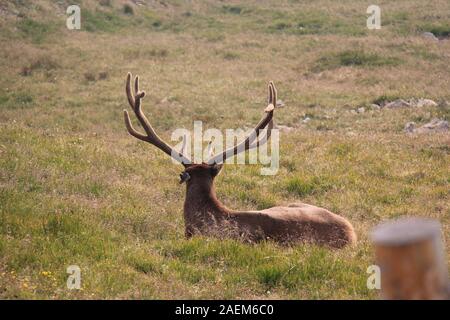 Parco Nazionale di Yellowstone renne giacente in erba Foto Stock