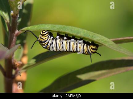 La Monarch caterpillar al di sotto della foglia milkweed, Moody Gardens, Galveston, Texas Foto Stock