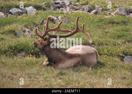 Parco Nazionale di Yellowstone renne giacente in erba Foto Stock