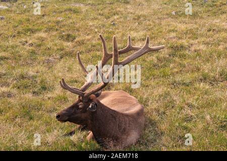 Parco Nazionale di Yellowstone renne giacente in erba Foto Stock