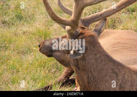 Parco Nazionale di Yellowstone renne giacente in erba, testa ruotata a lato Foto Stock