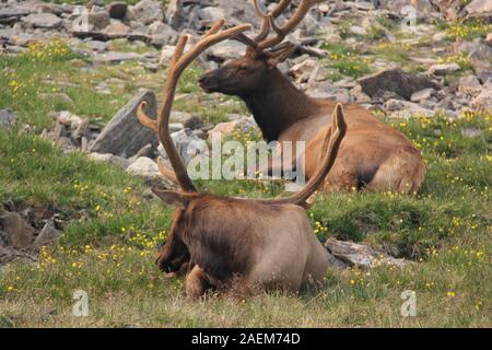 Parco Nazionale di Yellowstone due renne giacente in erba, una renna incorniciata da un altro di corna di cervo Foto Stock