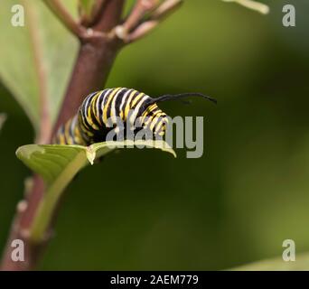 La Monarch caterpillar sulla foglia milkweed, Moody Gardens, Galveston, Texas Foto Stock