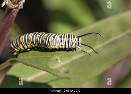 Farfalla monarca caterpillar avanzamento sul milkweed foglia, Moody Gardens, Galveston, Texas Foto Stock