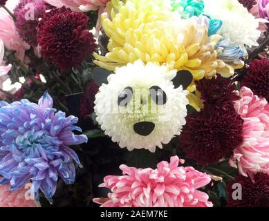 Un crisantemo del simpatico panda faccia è presentato in Tianbo Yang House, un attrazione turistica nella città di Kaifeng, centrale cinese della provincia di Henan, 4 novembre Foto Stock